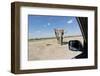 Elephant Approaches Safari Truck, Nxai Pan National Park, Botswana-Paul Souders-Framed Photographic Print