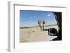 Elephant Approaches Safari Truck, Nxai Pan National Park, Botswana-Paul Souders-Framed Photographic Print