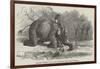 Elephant Assisting to Lay Down Water-Pipes Near Kandy, in Ceylon-null-Framed Giclee Print