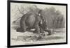 Elephant Assisting to Lay Down Water-Pipes Near Kandy, in Ceylon-null-Framed Giclee Print