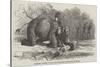 Elephant Assisting to Lay Down Water-Pipes Near Kandy, in Ceylon-null-Stretched Canvas