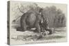 Elephant Assisting to Lay Down Water-Pipes Near Kandy, in Ceylon-null-Stretched Canvas