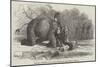 Elephant Assisting to Lay Down Water-Pipes Near Kandy, in Ceylon-null-Mounted Giclee Print