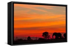 Elephant at Dusk, Nxai Pan National Park, Botswana-Paul Souders-Framed Stretched Canvas