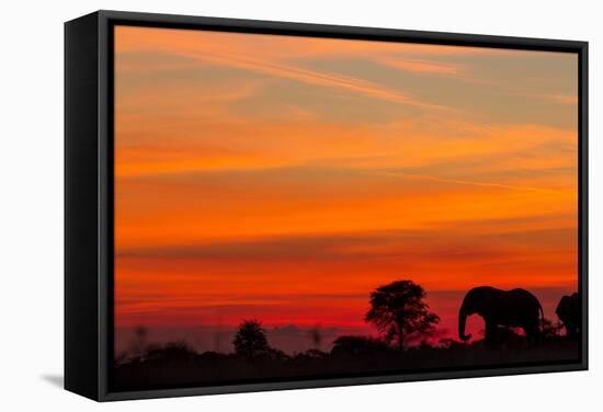 Elephant at Dusk, Nxai Pan National Park, Botswana-Paul Souders-Framed Stretched Canvas