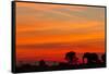 Elephant at Dusk, Nxai Pan National Park, Botswana-Paul Souders-Framed Stretched Canvas