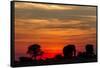 Elephant at Dusk, Nxai Pan National Park, Botswana-Paul Souders-Framed Stretched Canvas