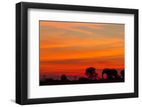 Elephant at Dusk, Nxai Pan National Park, Botswana-Paul Souders-Framed Premium Photographic Print