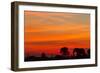 Elephant at Dusk, Nxai Pan National Park, Botswana-Paul Souders-Framed Photographic Print