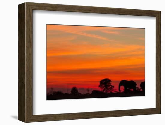 Elephant at Dusk, Nxai Pan National Park, Botswana-Paul Souders-Framed Photographic Print