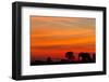 Elephant at Dusk, Nxai Pan National Park, Botswana-Paul Souders-Framed Photographic Print