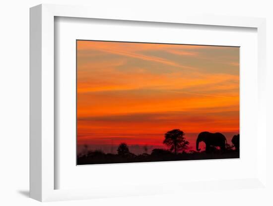 Elephant at Dusk, Nxai Pan National Park, Botswana-Paul Souders-Framed Photographic Print