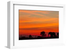 Elephant at Dusk, Nxai Pan National Park, Botswana-Paul Souders-Framed Photographic Print