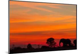 Elephant at Dusk, Nxai Pan National Park, Botswana-Paul Souders-Mounted Photographic Print