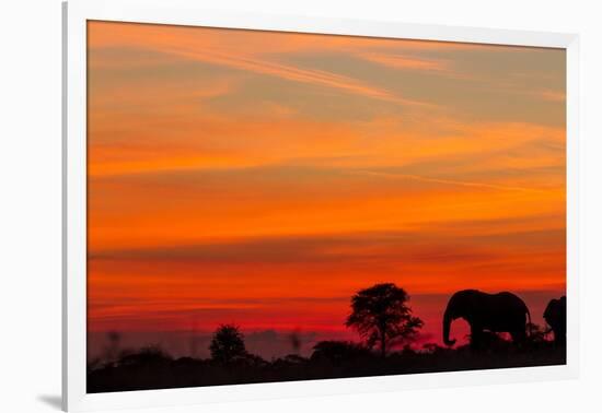 Elephant at Dusk, Nxai Pan National Park, Botswana-Paul Souders-Framed Photographic Print