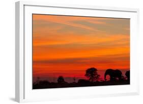 Elephant at Dusk, Nxai Pan National Park, Botswana-Paul Souders-Framed Photographic Print