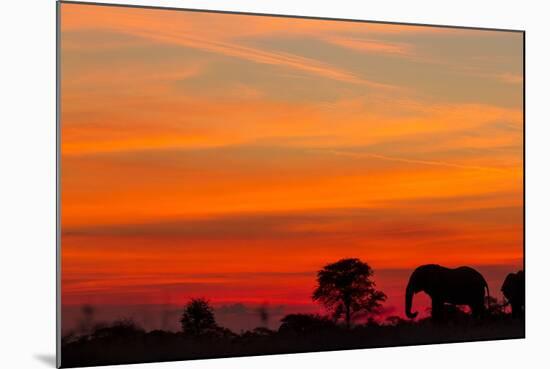 Elephant at Dusk, Nxai Pan National Park, Botswana-Paul Souders-Mounted Photographic Print