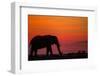 Elephant at Dusk, Nxai Pan National Park, Botswana-Paul Souders-Framed Photographic Print