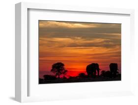 Elephant at Dusk, Nxai Pan National Park, Botswana-Paul Souders-Framed Photographic Print