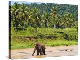 Elephant at Pinnawala Elephant Orphanage, Sri Lanka, Asia-Matthew Williams-Ellis-Stretched Canvas
