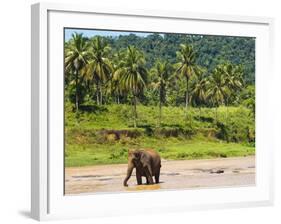 Elephant at Pinnawala Elephant Orphanage, Sri Lanka, Asia-Matthew Williams-Ellis-Framed Photographic Print