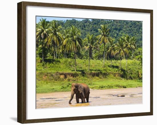 Elephant at Pinnawala Elephant Orphanage, Sri Lanka, Asia-Matthew Williams-Ellis-Framed Photographic Print