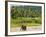 Elephant at Pinnawala Elephant Orphanage, Sri Lanka, Asia-Matthew Williams-Ellis-Framed Photographic Print