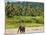 Elephant at Pinnawala Elephant Orphanage, Sri Lanka, Asia-Matthew Williams-Ellis-Mounted Photographic Print