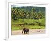 Elephant at Pinnawala Elephant Orphanage, Sri Lanka, Asia-Matthew Williams-Ellis-Framed Photographic Print