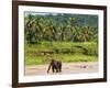 Elephant at Pinnawala Elephant Orphanage, Sri Lanka, Asia-Matthew Williams-Ellis-Framed Photographic Print