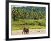 Elephant at Pinnawala Elephant Orphanage, Sri Lanka, Asia-Matthew Williams-Ellis-Framed Photographic Print