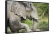 Elephant at Savuti Marsh in Chobe National Park-null-Framed Stretched Canvas
