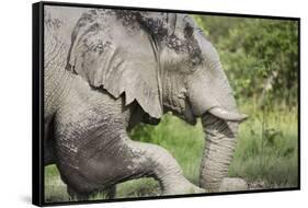 Elephant at Savuti Marsh in Chobe National Park-null-Framed Stretched Canvas
