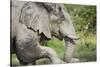 Elephant at Savuti Marsh in Chobe National Park-null-Stretched Canvas