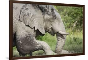 Elephant at Savuti Marsh in Chobe National Park-null-Framed Photographic Print
