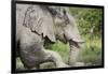 Elephant at Savuti Marsh in Chobe National Park-null-Framed Photographic Print