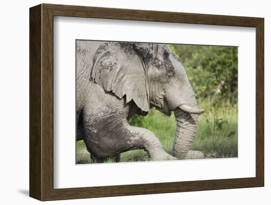 Elephant at Savuti Marsh in Chobe National Park-null-Framed Photographic Print