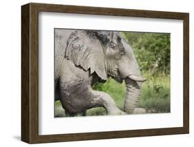 Elephant at Savuti Marsh in Chobe National Park-null-Framed Photographic Print