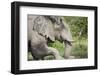 Elephant at Savuti Marsh in Chobe National Park-null-Framed Photographic Print