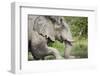 Elephant at Savuti Marsh in Chobe National Park-null-Framed Photographic Print