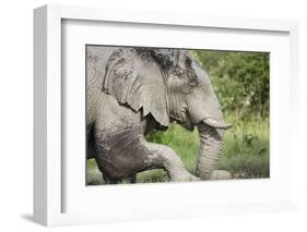 Elephant at Savuti Marsh in Chobe National Park-null-Framed Photographic Print