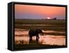 Elephant at Sunset on the Chobe River, Botswana-Nigel Pavitt-Framed Stretched Canvas
