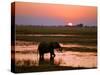 Elephant at Sunset on the Chobe River, Botswana-Nigel Pavitt-Stretched Canvas