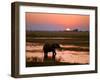 Elephant at Sunset on the Chobe River, Botswana-Nigel Pavitt-Framed Photographic Print