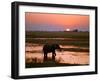 Elephant at Sunset on the Chobe River, Botswana-Nigel Pavitt-Framed Photographic Print