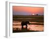 Elephant at Sunset on the Chobe River, Botswana-Nigel Pavitt-Framed Photographic Print