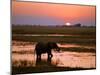 Elephant at Sunset on the Chobe River, Botswana-Nigel Pavitt-Mounted Photographic Print