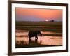 Elephant at Sunset on the Chobe River, Botswana-Nigel Pavitt-Framed Photographic Print