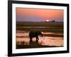 Elephant at Sunset on the Chobe River, Botswana-Nigel Pavitt-Framed Photographic Print