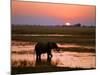 Elephant at Sunset on the Chobe River, Botswana-Nigel Pavitt-Mounted Photographic Print